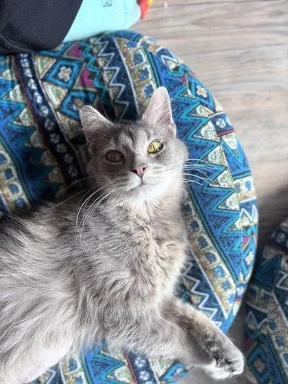 An adult large-sized female Domestic Short Hair cat named Bluebell for adoption in Columbus, IN