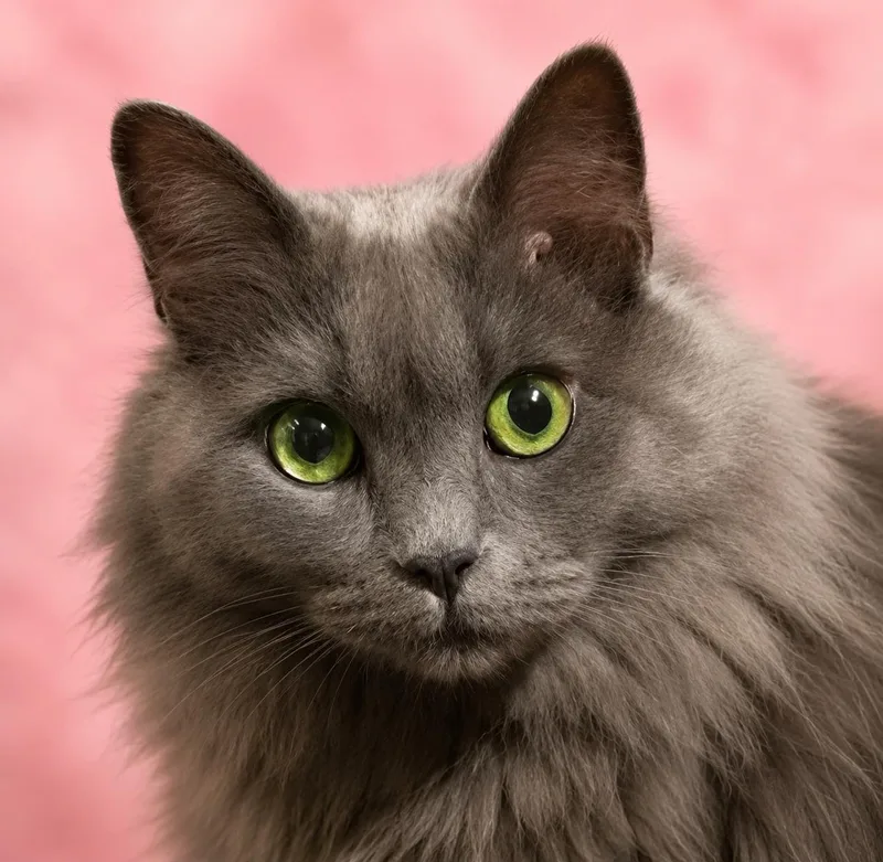Pretty Girl