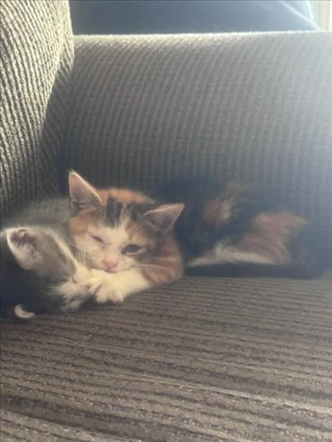 A baby small-sized female Domestic Short Hair cat named Chatter Chai for adoption in Derwood, MD