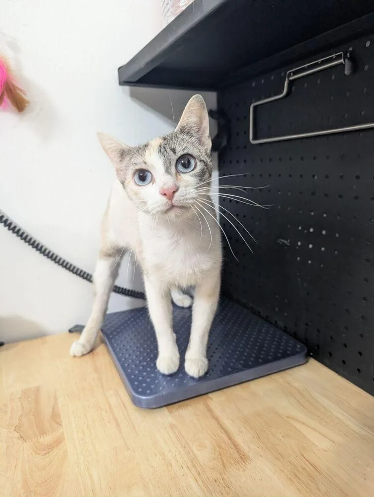 An adult medium-sized female Siamese cat named Isla for adoption in Anoka, MN