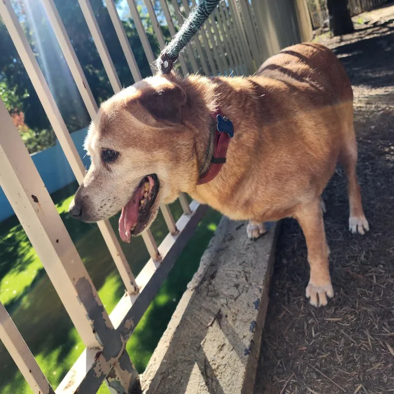 A senior large-sized male Yellow / Tan / Blond / Fawn Labrador Retriever dog named Rusty City of Industry for adoption in Chino Hills, CA