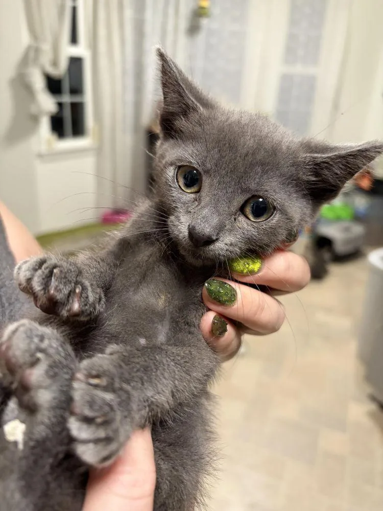 A baby small-sized female Gray / Blue / Silver Domestic Short Hair cat named Char for adoption in Alexandria, VA