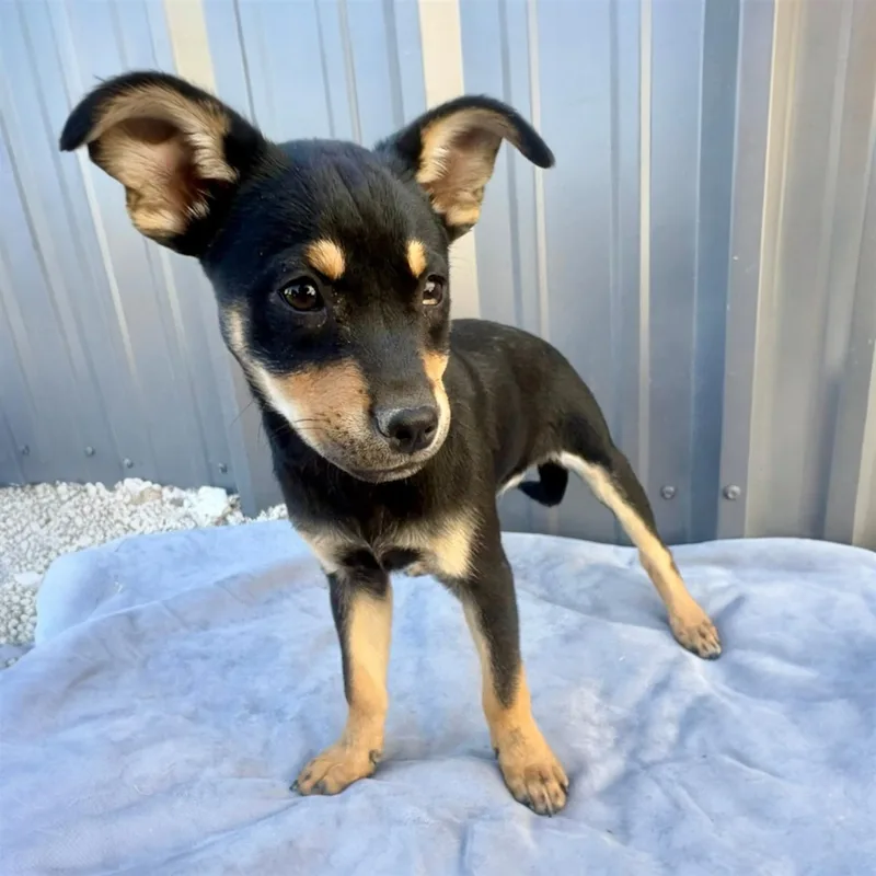 Sadie Puppies thumbnail 3