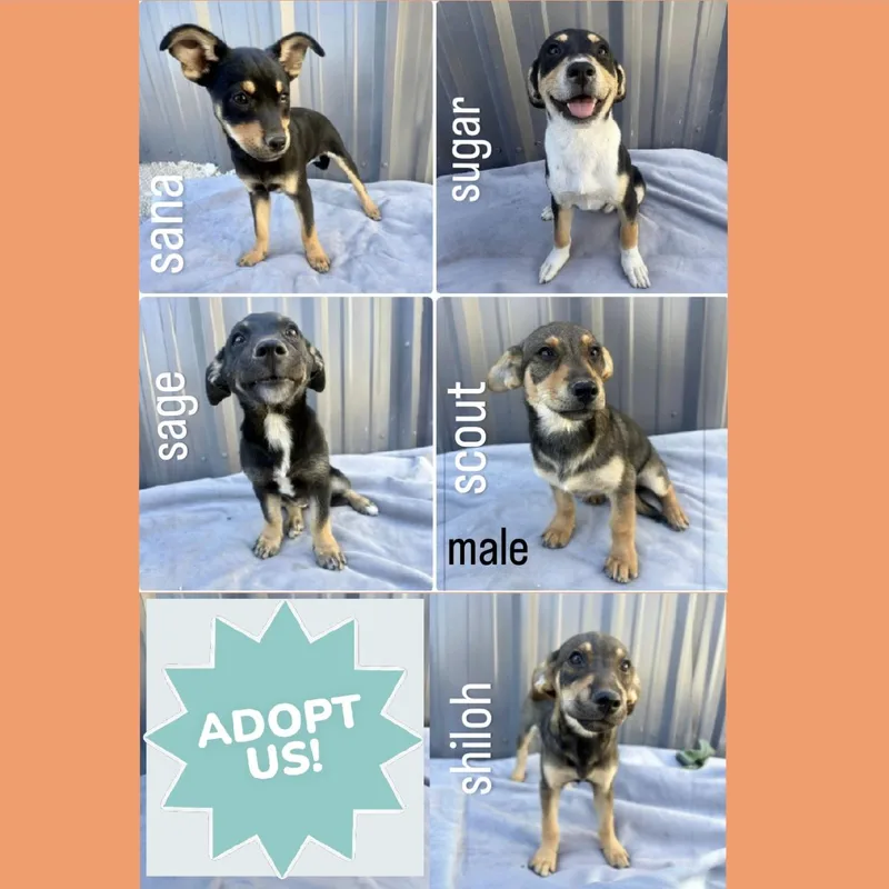 A baby medium-sized female Mixed Breed dog named Sadie Puppies for adoption in Pittstown, NJ