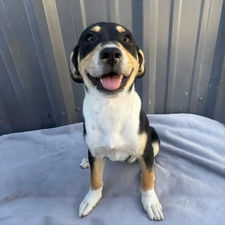 Sadie Puppies thumbnail 4