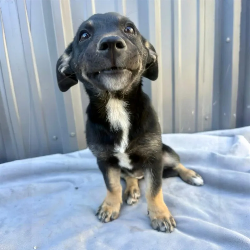 Sadie Puppies thumbnail 5