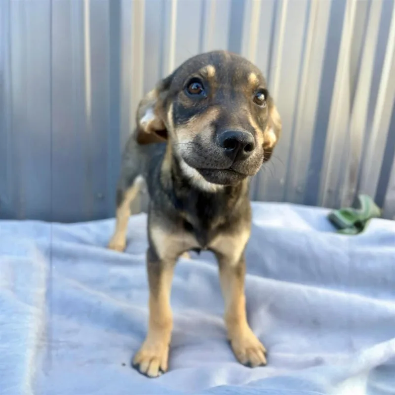 Sadie Puppies thumbnail 6