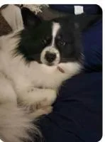 An adult medium-sized male Pomsky dog named Milo Pomski for adoption in Sarasota, FL