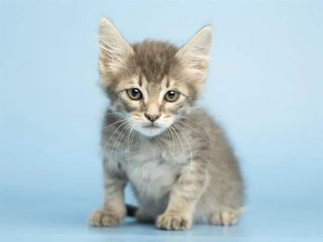 A baby small-sized male Domestic Short Hair cat named Murdock for adoption in Phoenix, AZ
