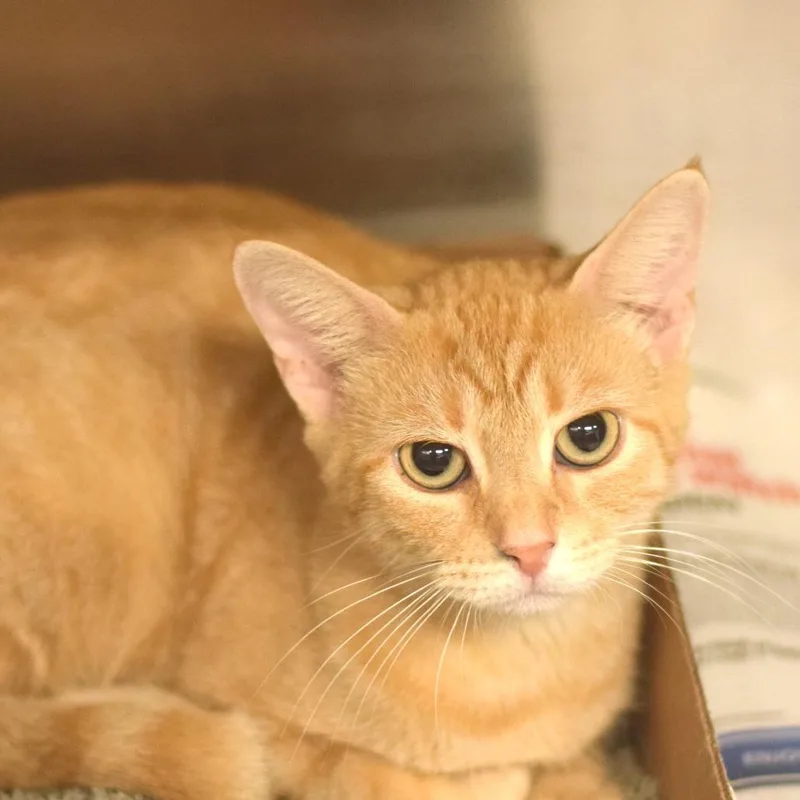 A baby medium-sized female Buff / Tan / Fawn Domestic Short Hair cat named Alanis Meowrissette for adoption in Belleville, IL