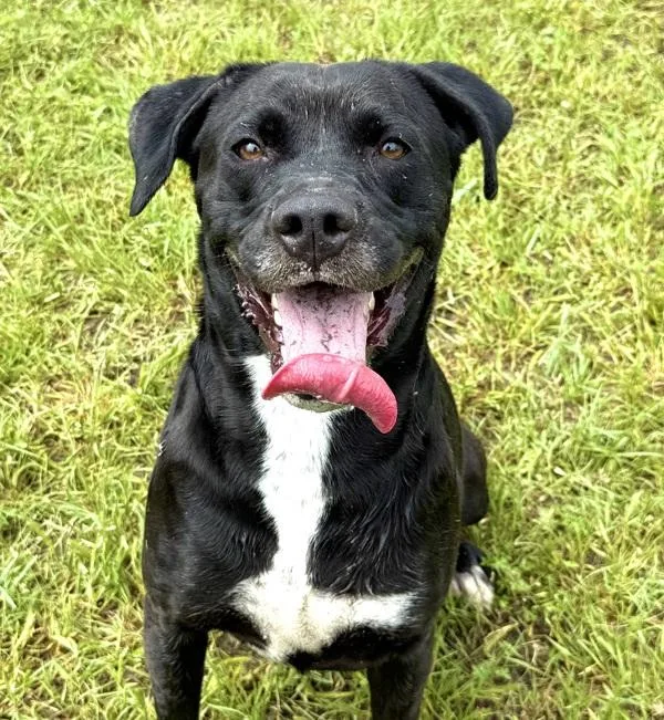 An adult large-sized female Labrador Retriever dog named Lazuli for adoption in Stratham, NH