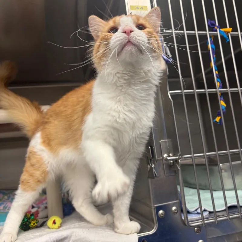A young small-sized male White Domestic Medium Hair cat named Calloway C for adoption in Princeton, MN