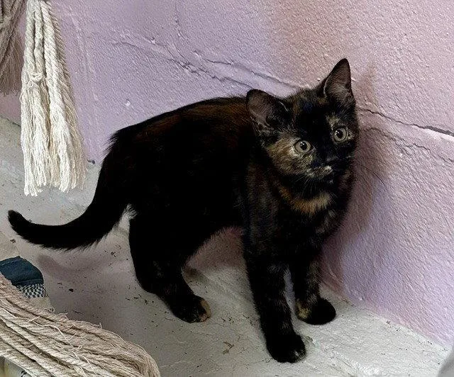 A young small-sized female Domestic Short Hair cat named Amber for adoption in Sistersville, WV