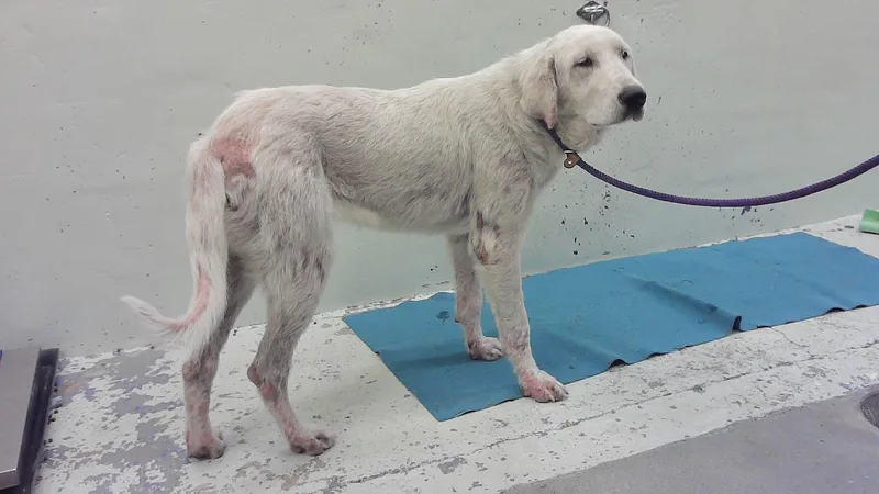 A young large-sized female Labrador Retriever dog named A for adoption in Houston, TX