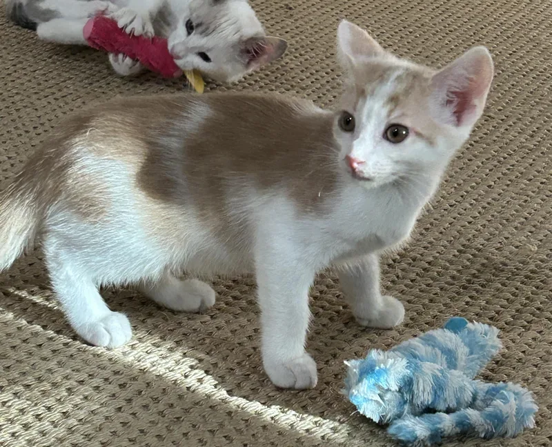 A baby small-sized male Domestic Short Hair cat named Lotus for adoption in Havertown, PA