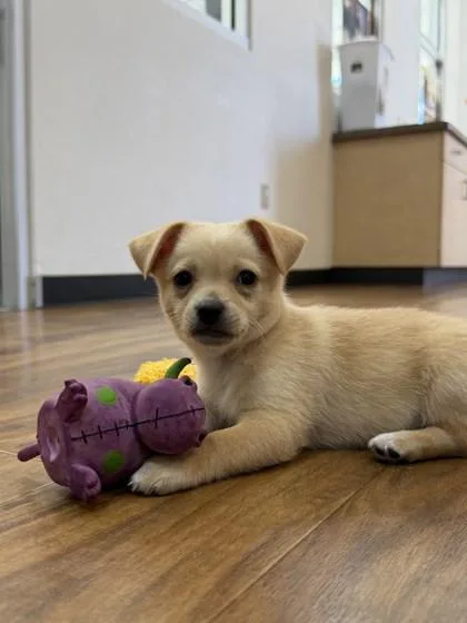 A baby small-sized male Mixed Breed dog named Cody Martin for adoption in Pleasanton, CA