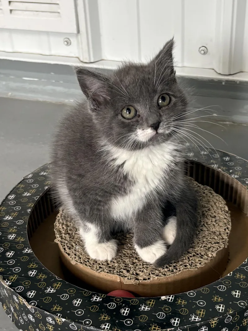 A baby medium-sized female American Shorthair cat named Mercury for adoption in Big Rapids, MI