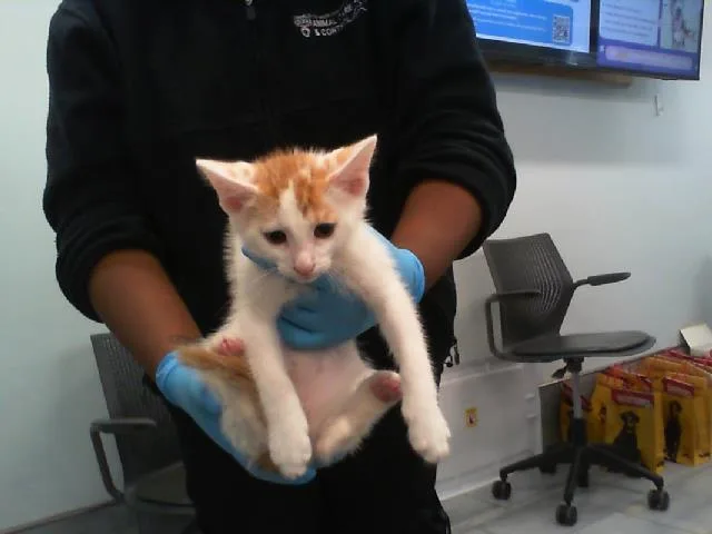 A baby small-sized male Domestic Short Hair cat named Duncan for adoption in Charlotte, NC