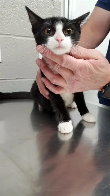 A baby medium-sized female Domestic Short Hair cat named Wish Bear for adoption in Aurora, IL