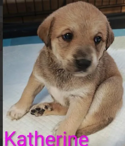 A young large-sized female Border Collie dog named Katherine for adoption in Kansas City, MO
