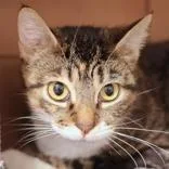 An adult medium-sized female Brown / Chocolate Domestic Short Hair cat named Scooter for adoption in Hilliard, OH