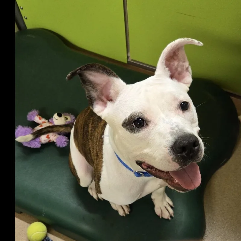 A young medium-sized female Brindle Mixed Breed dog named Ginger for adoption in Waukesha, WI