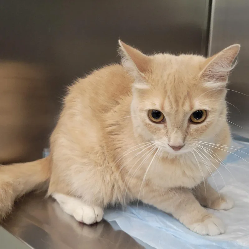 An adult medium-sized female Buff / Tan / Fawn Domestic Medium Hair cat named Norma Jean for adoption in Westminster, CA