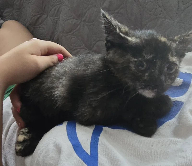 A baby medium-sized female Domestic Short Hair cat named Hunny Bee for adoption in Trenton, NJ