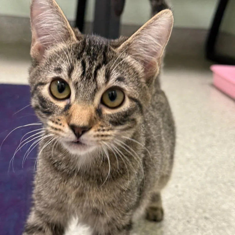 A baby medium-sized female Tabby (Brown / Chocolate) Norwegian Forest Cat cat named Ana for adoption in Kent, WA