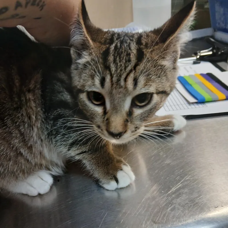 A baby small-sized female Gray / Blue / Silver American Shorthair cat named Victoria for adoption in Blue Ridge, GA