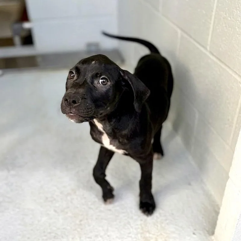 A baby small-sized female Black American Staffordshire Terrier dog named Avery for adoption in Bastrop, TX