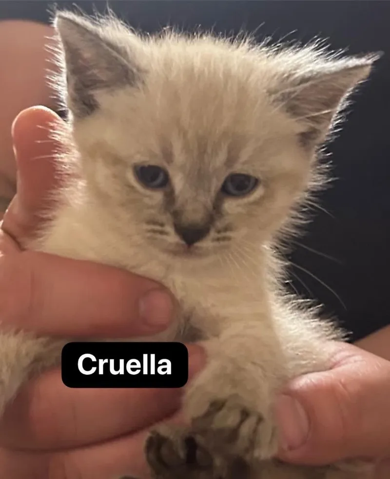 A baby medium-sized female Domestic Short Hair cat named Cruella for adoption in Johnson City, TN
