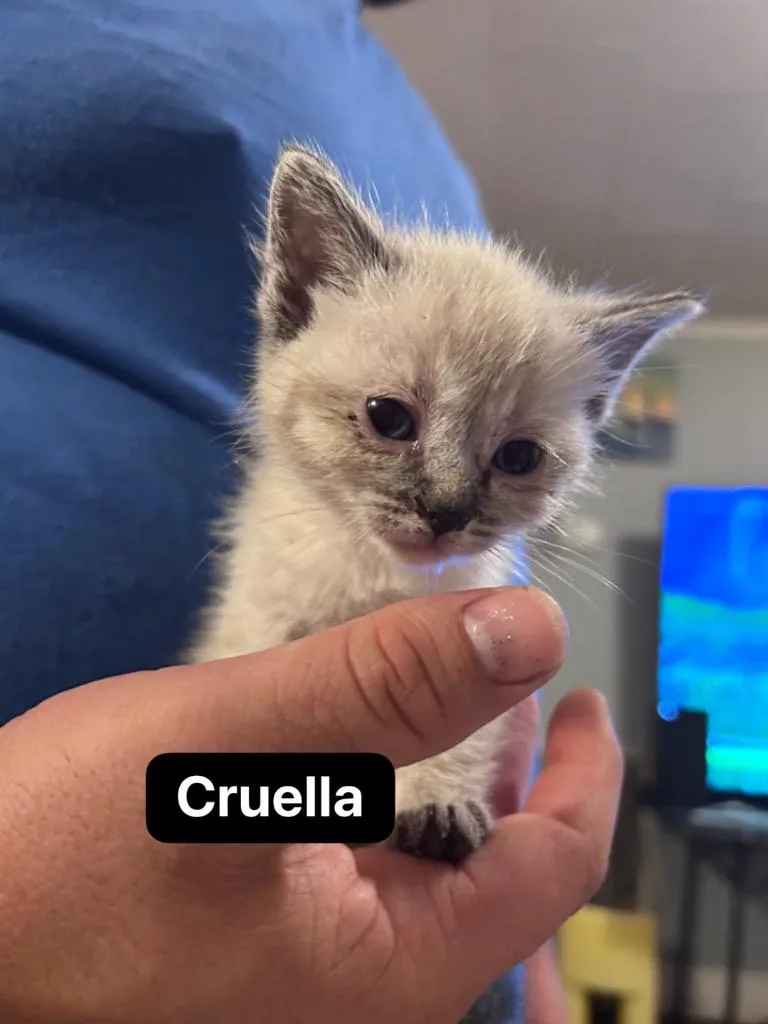 Cruella thumbnail 3
