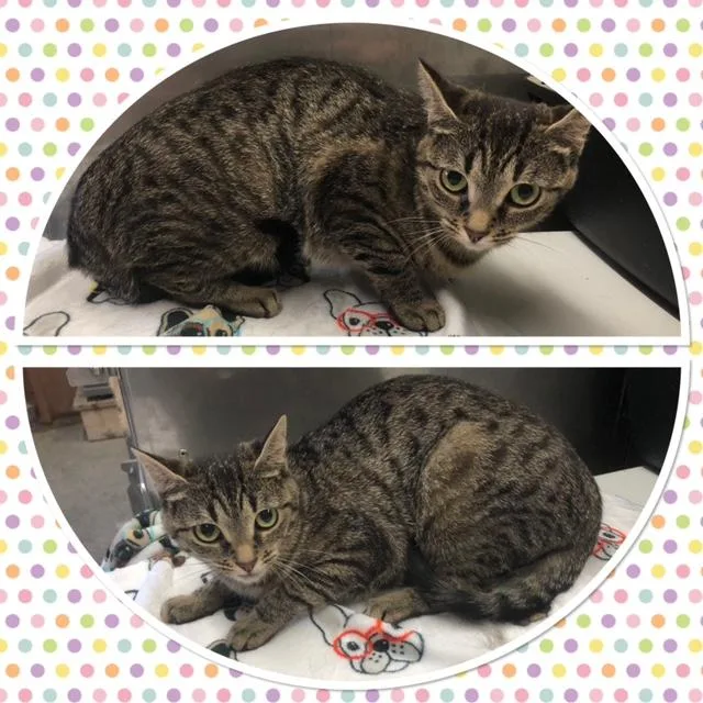 An adult medium-sized female Tabby (Gray / Blue / Silver) Domestic Short Hair cat named Clementine for adoption in Buckhannon, WV