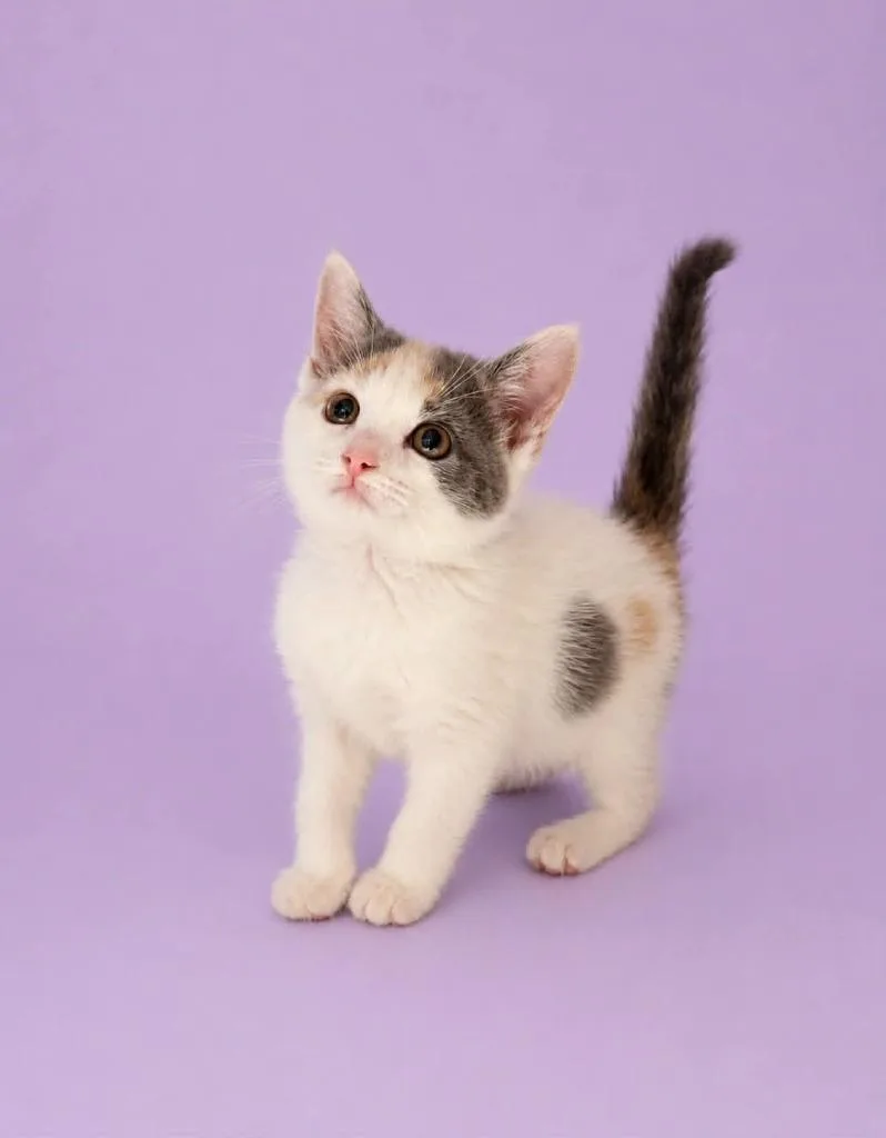 A baby small-sized female Domestic Short Hair cat named Twiggy for adoption in Detroit, MI