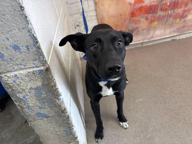 A young medium-sized female Labrador Retriever dog named Jade for adoption in San Bernardino, CA