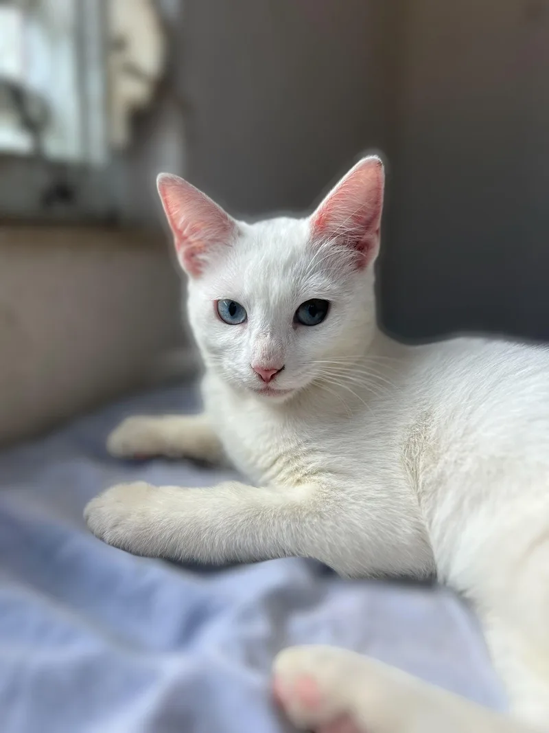 A young medium-sized female Buff & White Domestic Short Hair cat named Whimsy for adoption in New York, NY