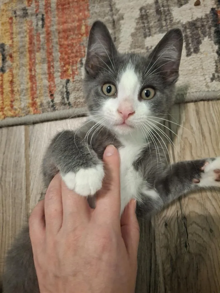 A baby small-sized male Domestic Short Hair cat named Drogon Ha. for adoption in Peoria, IL