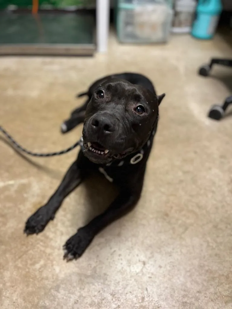 A young large-sized female American Staffordshire Terrier dog named Mollie for adoption in New Braunfels, TX