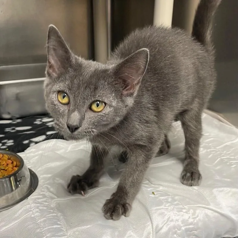 A young medium-sized male Domestic Short Hair cat named Beavis for adoption in Roanoke, VA