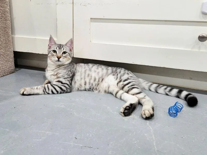 A baby small-sized male Gray / Blue / Silver Domestic Short Hair cat named Bilbo for adoption in San Leon, TX