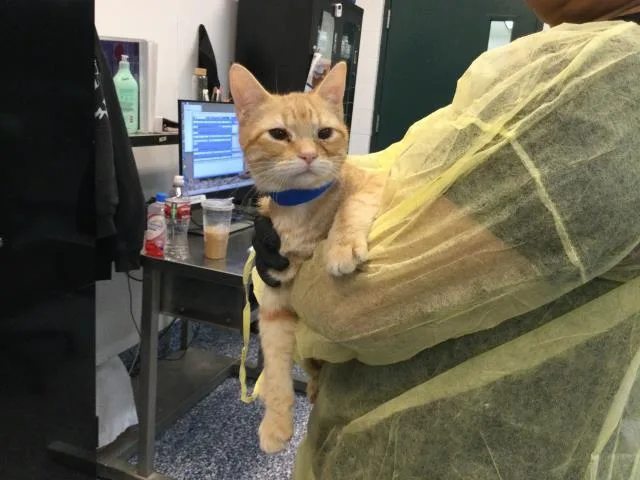 A young small-sized male Domestic Short Hair cat named Tangelo for adoption in Thousand Palms, CA