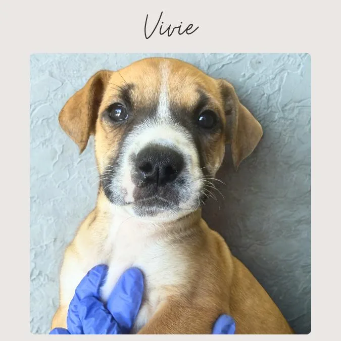 Vivie