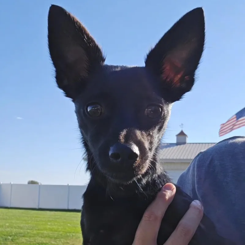 An adult small-sized male Black Chihuahua dog named Paco for adoption in Normal, IL
