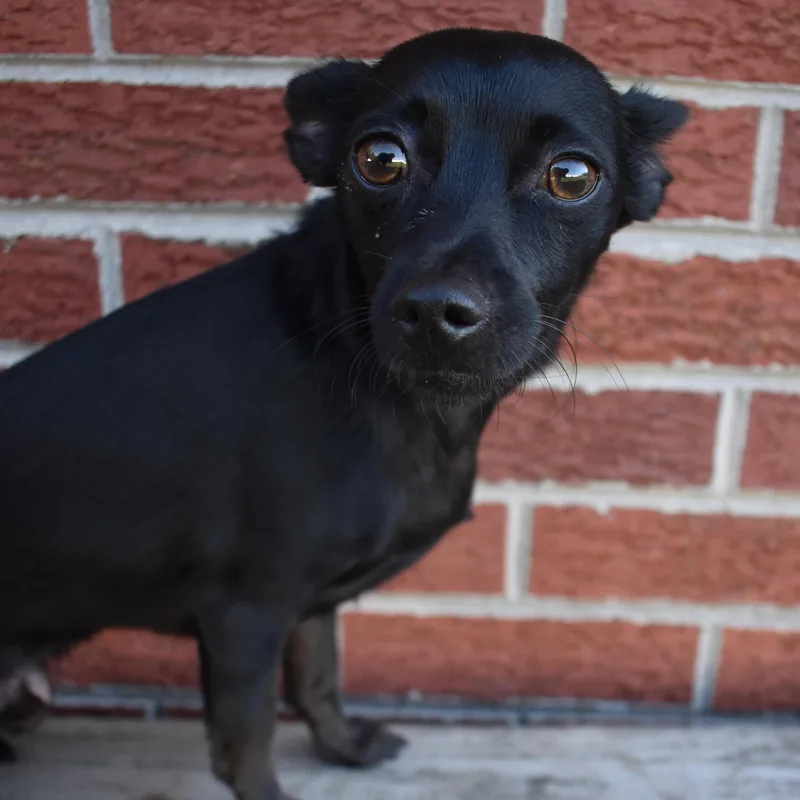 Paco thumbnail 2