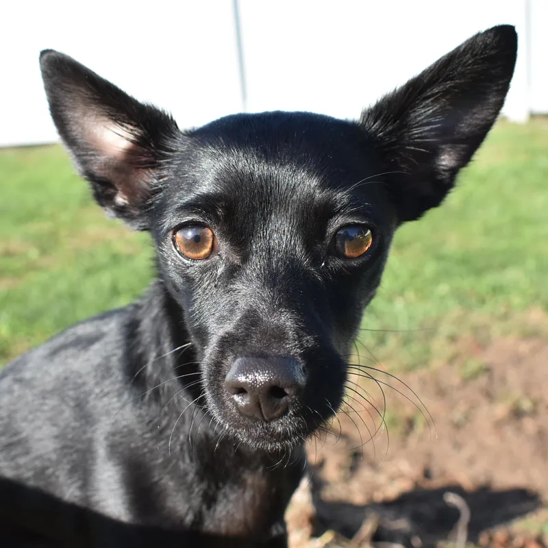 Paco thumbnail 4