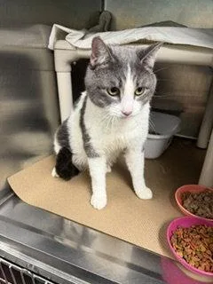 An adult large-sized male Gray & White Domestic Short Hair cat named Mr. Winston for adoption in Trenton, NJ