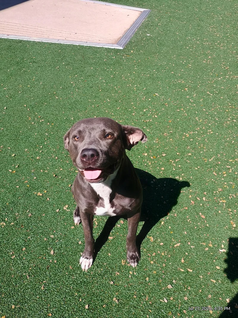 An adult medium-sized female Gray / Blue / Silver Pit Bull Terrier dog named Ember for adoption in Windcrest, TX