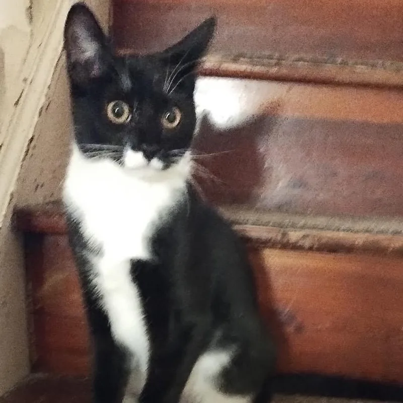 A baby small-sized male Black Domestic Short Hair cat named Tux for adoption in Waynesboro, PA
