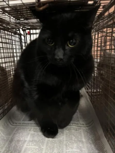 A young medium-sized male Domestic Short Hair cat named Jett for adoption in Chatsworth, CA